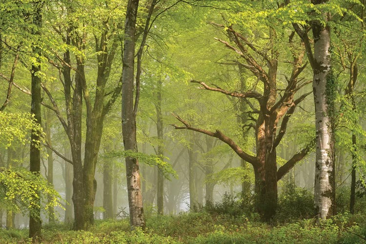 Beautiful Forest by Adam Burton wall art
