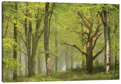 Beautiful Forest Canvas Art Print - Adam Burton