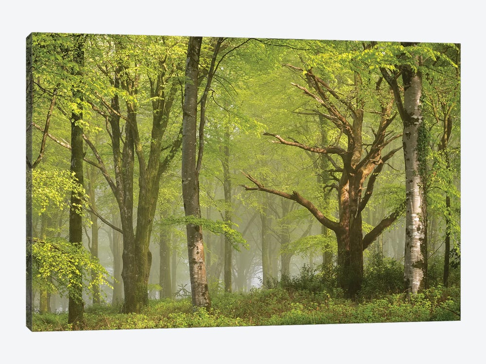 Beautiful Forest by Adam Burton 1-piece Canvas Wall Art