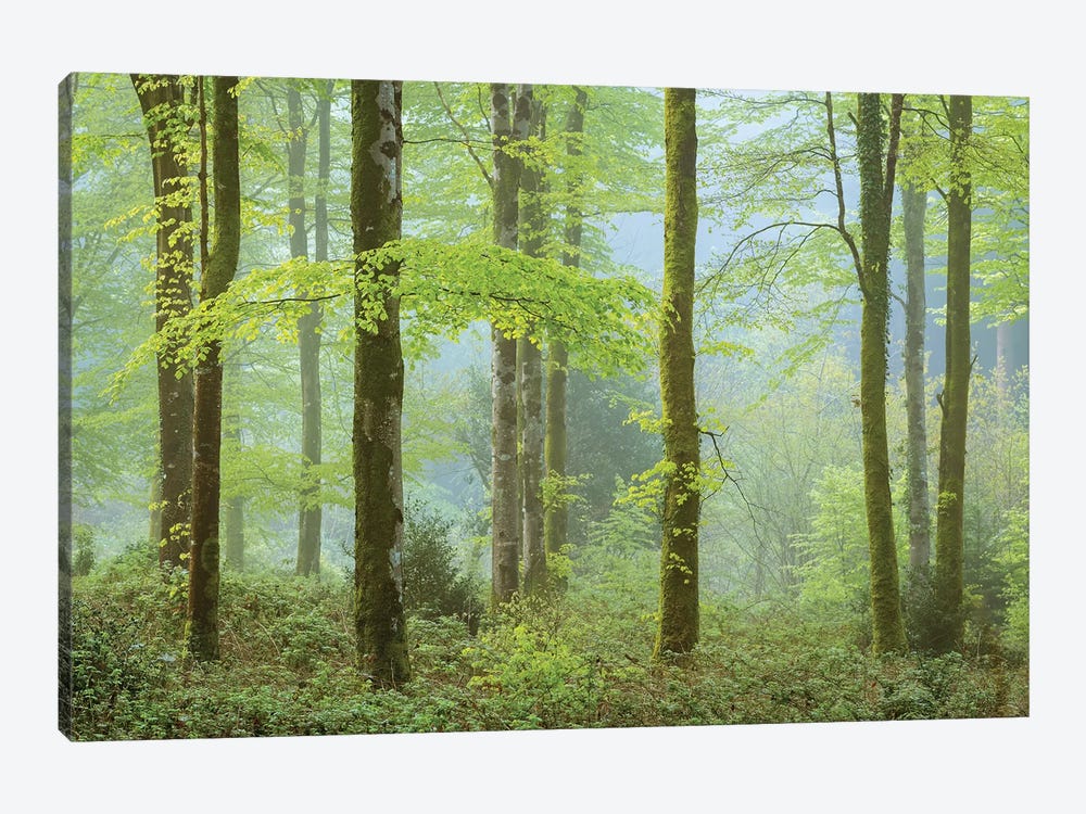 Springtime Woodland by Adam Burton 1-piece Art Print