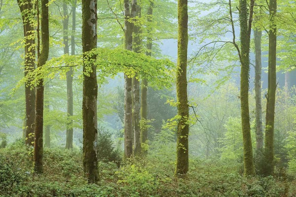 Adam Burton: Springtime Woodland by Adam Burton