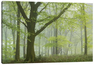 Spring Woodland III Canvas Art Print - Adam Burton