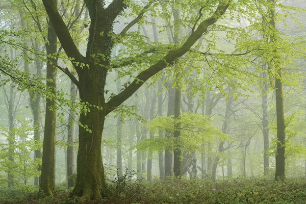 Spring Woodland III
