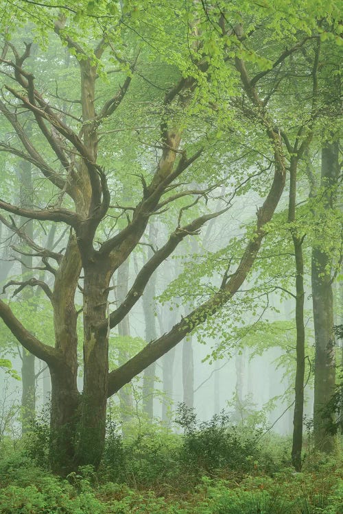 Dancing Trees
