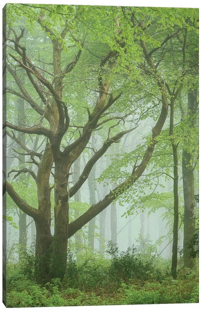 Dancing Trees Canvas Art Print - Adam Burton