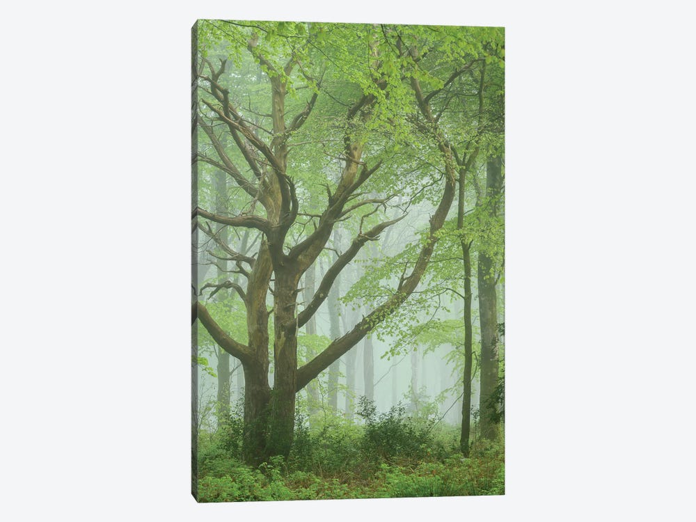 Dancing Trees by Adam Burton 1-piece Canvas Print