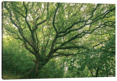 Oak Forest Canvas Art Print - Oak Trees