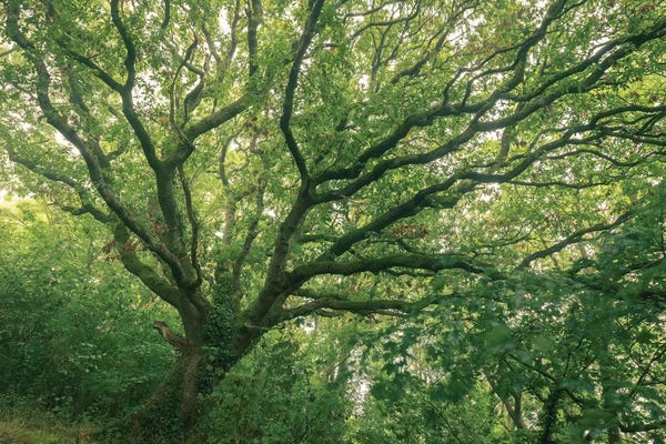 Oak Forest