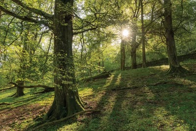 Summer Woodland by Adam Burton acrylic art print