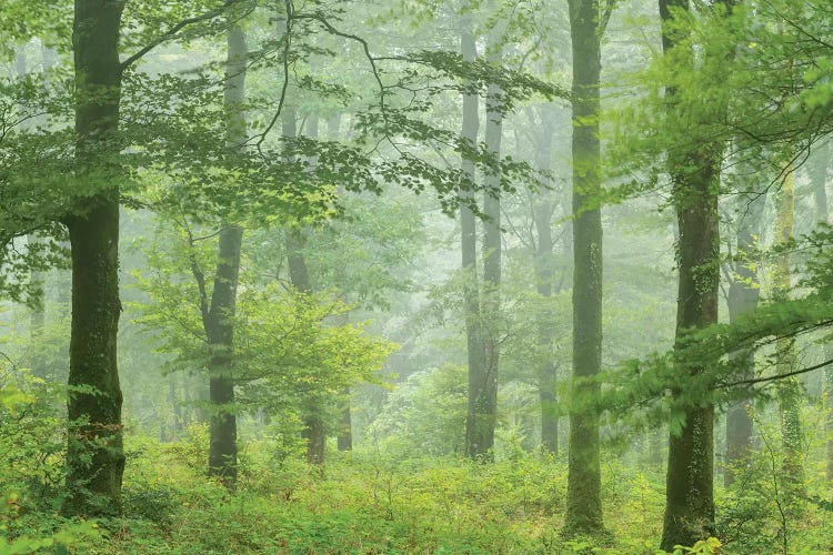Misty Summer Forest