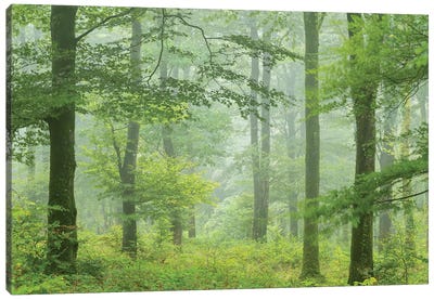 Misty Summer Forest Canvas Art Print - Adam Burton
