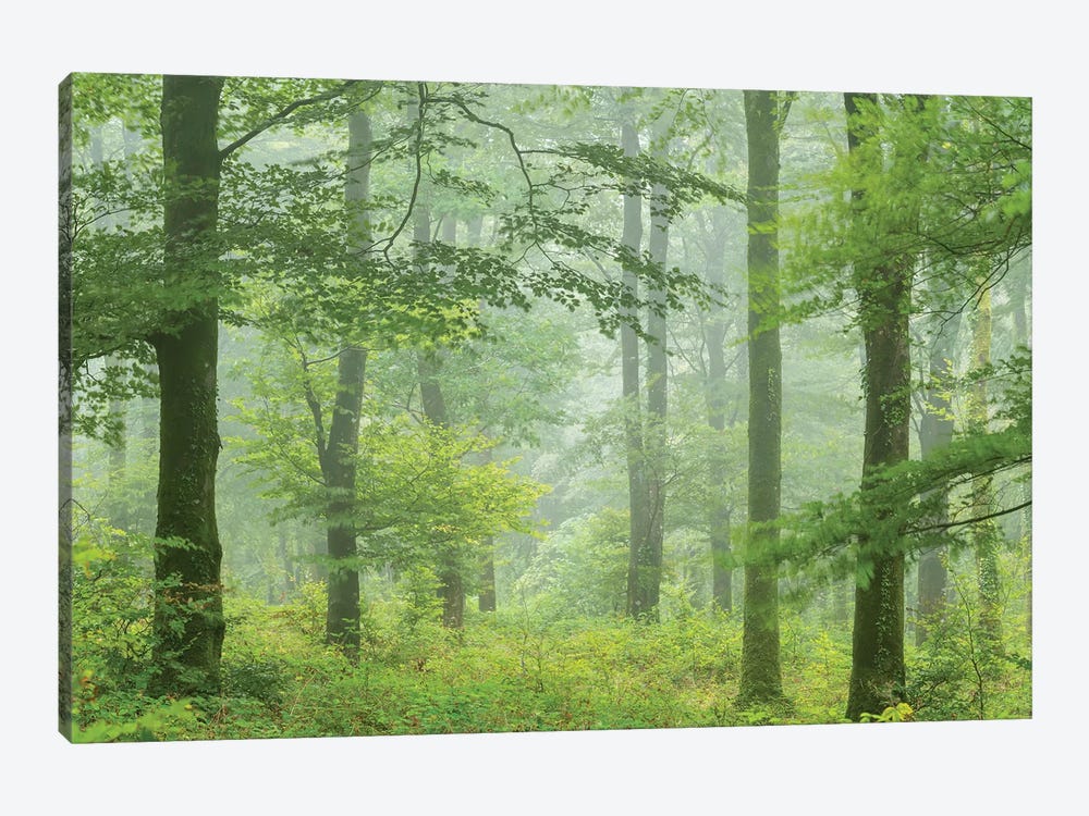 Misty Summer Forest by Adam Burton 1-piece Canvas Artwork
