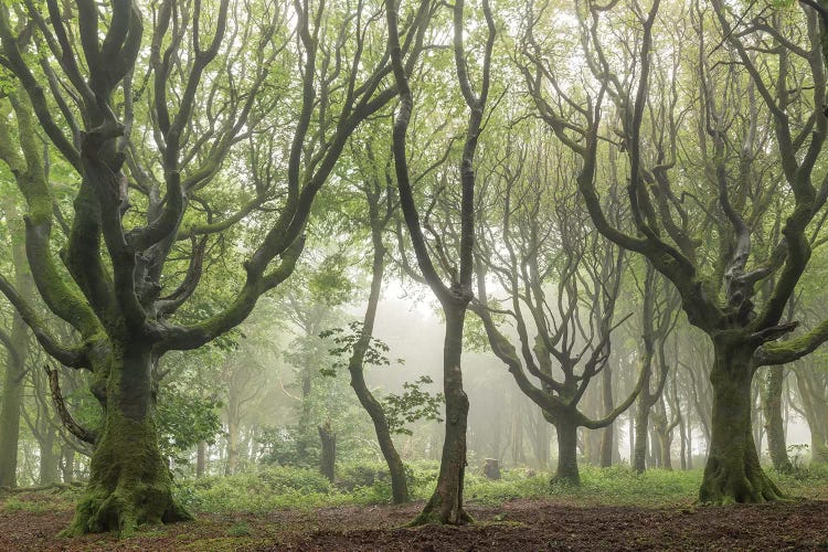 Woodland Realms II
