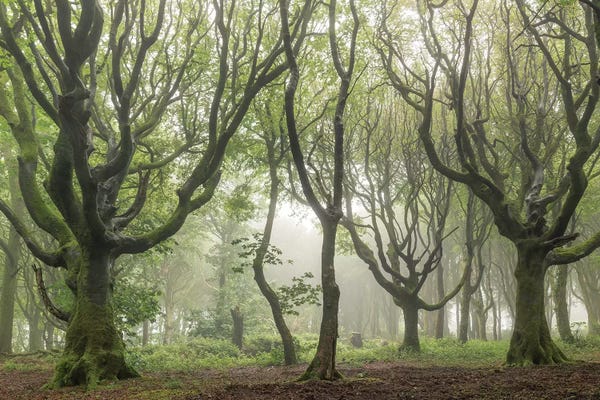 Woodland Realms II