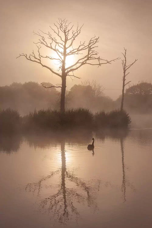 Morning Stillness