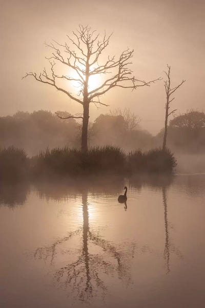 Adam Burton: Morning Stillness by Adam Burton