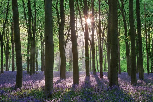 Wildflower Woodland II
