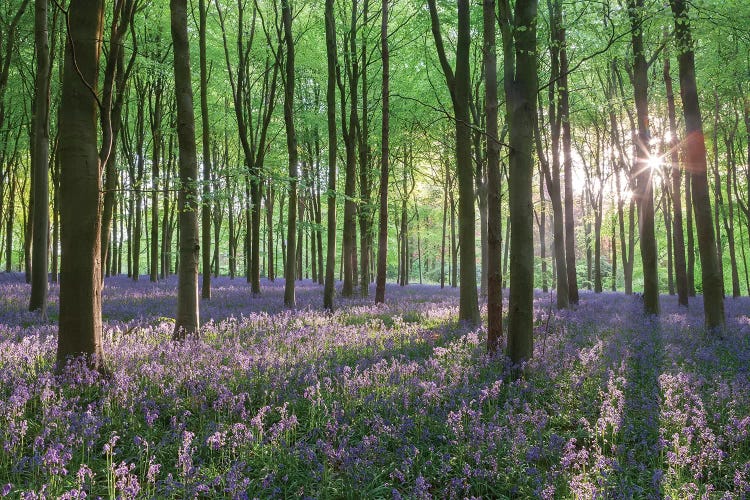 Wildflower Woodland I