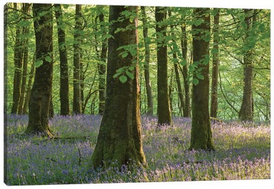 Exmoor Bluebells Canvas Art Print - Adam Burton