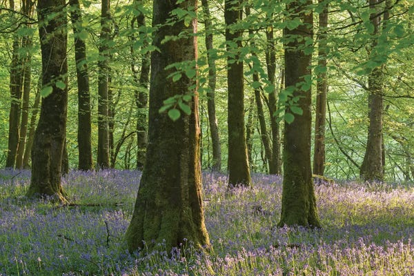 England: Exmoor Bluebells by Adam Burton