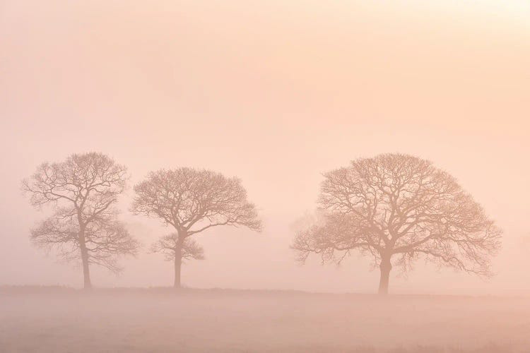 The Peach Trees by Adam Burton wall art