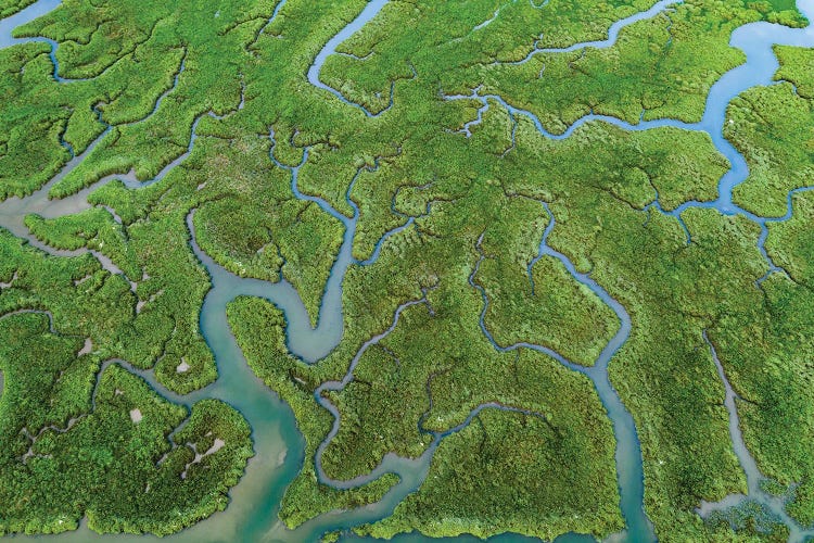 Nature's Patterns II by Adam Burton wall art