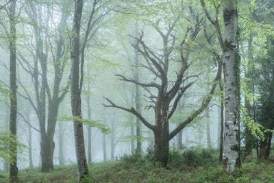 The Secret Lovers by Adam Burton acrylic art print