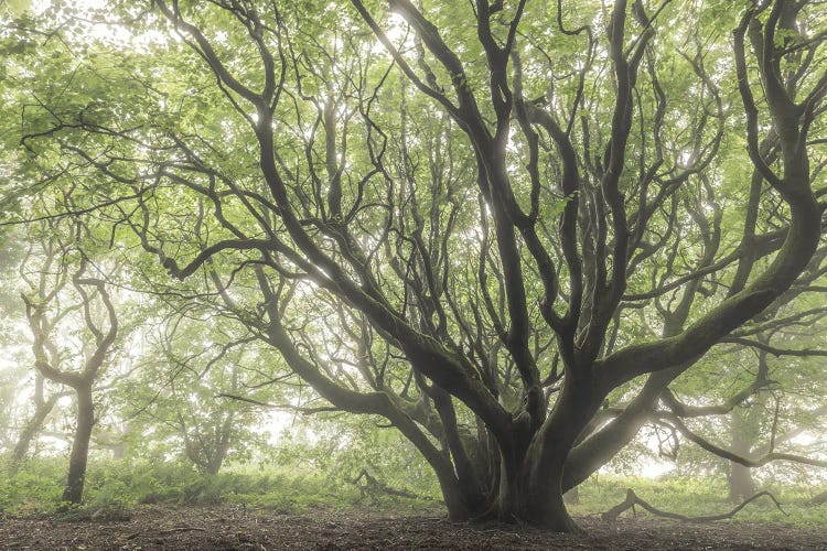 The Faraway Tree