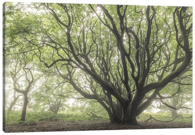 The Faraway Tree Canvas Art Print - Adam Burton