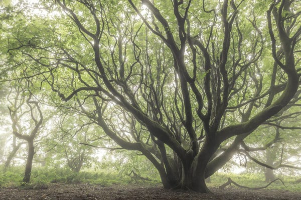The Faraway Tree