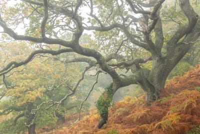 The Magic Faraway Tree by Adam Burton canvas print