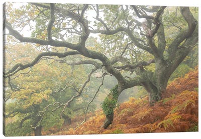 The Magic Faraway Tree Canvas Art Print - Adam Burton