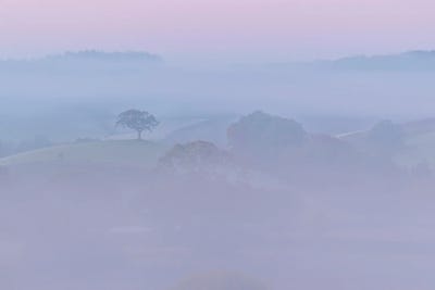 Pretty In Pink by Adam Burton acrylic art print