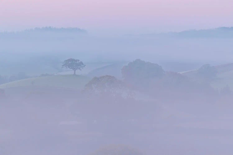 Pretty In Pink by Adam Burton wall art