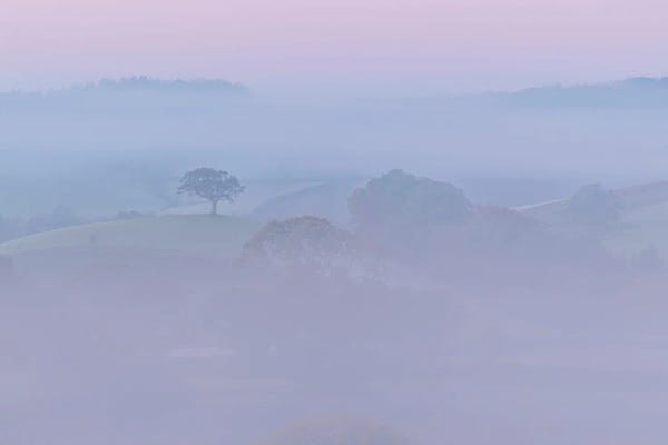 Mist & Fog: Pretty In Pink by Adam Burton