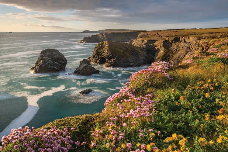 Wildflower Coast