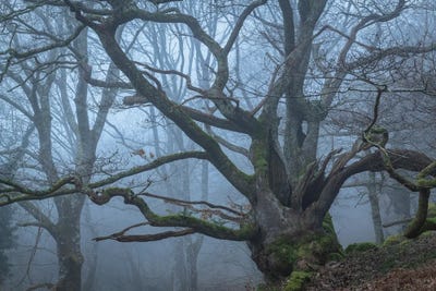 The Ancient One by Adam Burton multi panel art