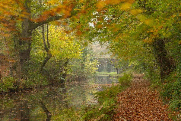 Adam Burton: Woodland Canal by Adam Burton