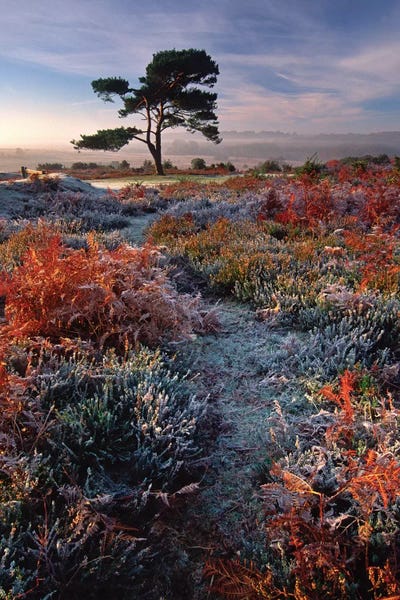 Adam Burton: A Frosty Morning by Adam Burton