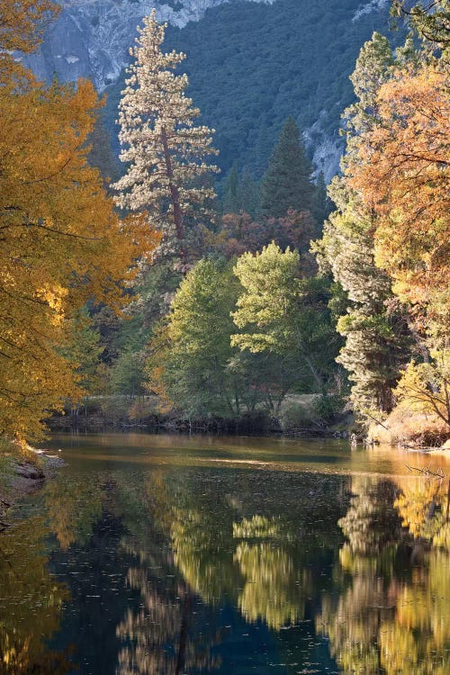 Golden Yosemite