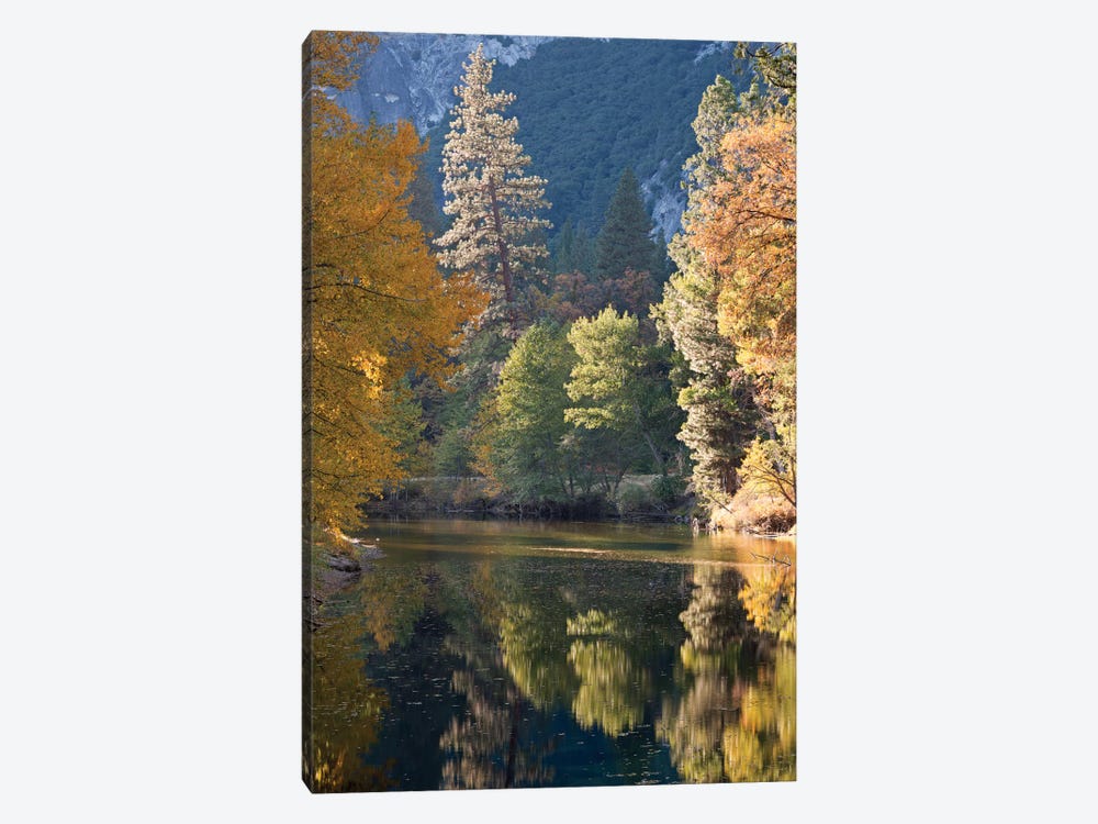 Golden Yosemite by Adam Burton 1-piece Canvas Print