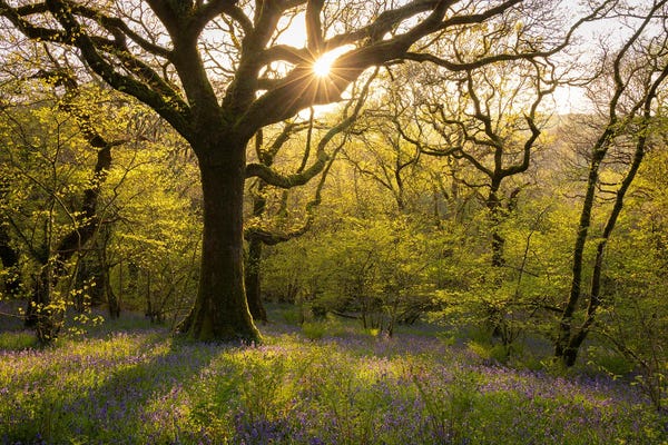 Spring In The Forest