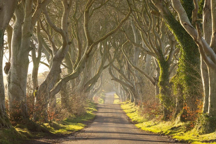 The Dark Hedges by Adam Burton wall art