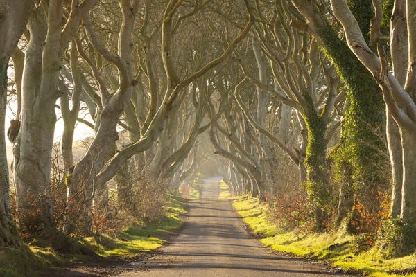 Adam Burton: The Dark Hedges by Adam Burton