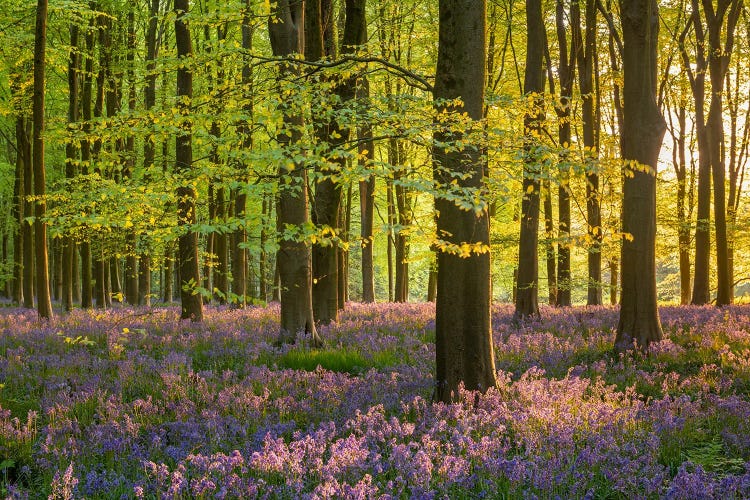 Woodland Dreams by Adam Burton wall art