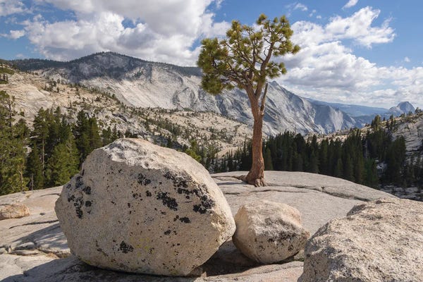 Adam Burton: The Juniper Tree by Adam Burton