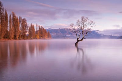Canvas Print: The Wanaka Tree by Adam Burton - thumbnail
