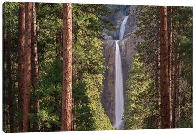 Lower Yosemite Falls Canvas Art Print - Sequoia Tree Art