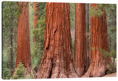 Mariposa Grove Canvas Art Print - Sequoia Tree Art