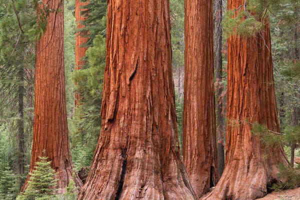 Tree Close-Ups: Mariposa Grove by Adam Burton